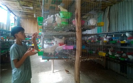 Nuôi bồ câu Pháp hiệu quả cao