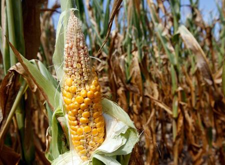 Nông dân Lào Cai lao đao vì ngô có bắp nhưng không hạt