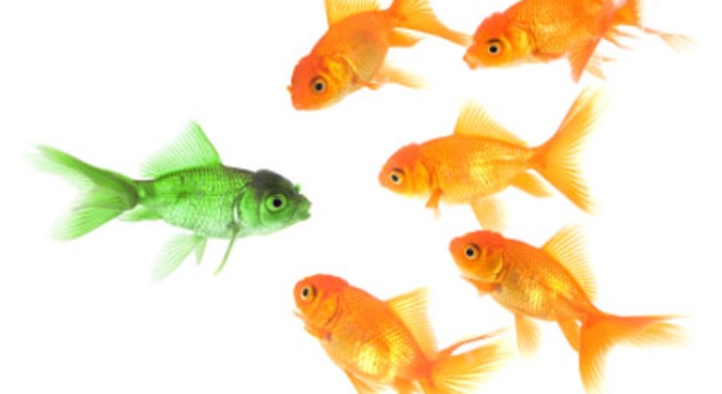  [Chứng khoán 10/12] VN-Index kiểm tra thành công ngưỡng 555 