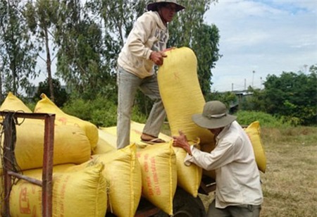 Doanh nghiệp cần chuyển sang mua lúa thay vì gạo