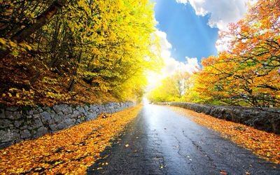 Năm 2015: Hai con đường giữa rừng lá vàng của thị trường chứng khoán