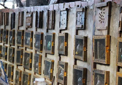 Lò nuôi rắn doanh thu hơn 1 tỷ đồng/năm ở miền Tây