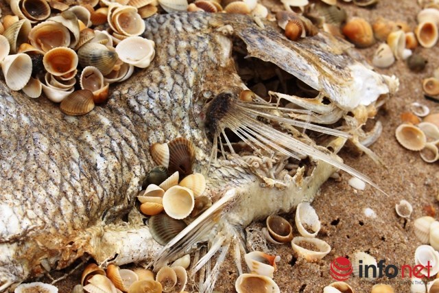 Cá chết hàng loạt: Du lịch, thủy sản miền Trung bắt đầu ngấm đòn!