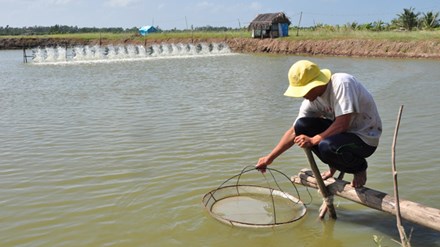Người nuôi tôm “khắc khoải” trước biến đổi khí hậu và giá cả
