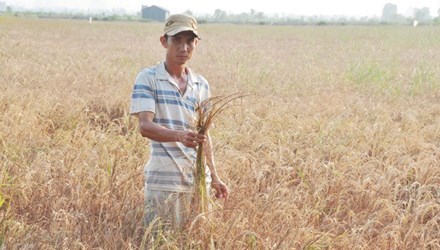 Việt Nam thiệt hại hơn 15.000 tỷ đồng vì hạn hán, ngập mặn