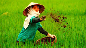 Cổ phiếu của Phân bón Miền Nam sẽ chào sàn ngày 1/12/2014