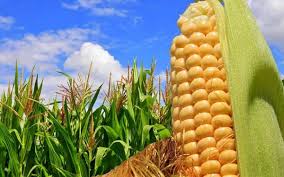 NSC muốn “gom” thêm 21,4% cổ phần SSC