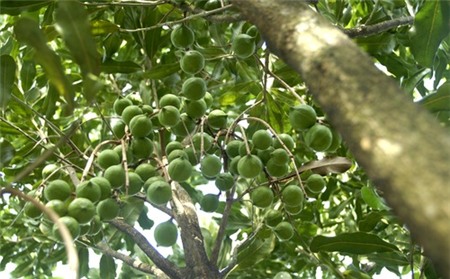 Him Lam xin 1.000 hécta trồng 'cây tỷ đô'