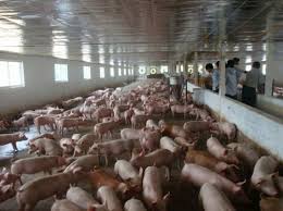 Chăn nuôi trong nước chỉ 'sống' đến năm 2016?