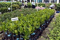 SSI AM chuyển nhượng toàn bộ 2,3 triệu cổ phiếu SSC