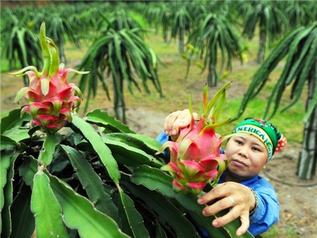 Xuất khẩu rau quả, trái cây 2015: Thu về 2 tỷ trong tầm tay