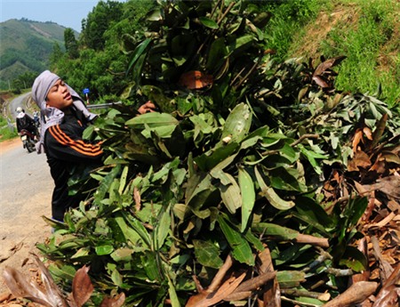 Nông dân gom cành, lá quế bán giá cao cho nhà máy