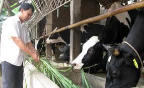 Mở rộng địa bàn thí điểm bảo hiểm nông nghiệp