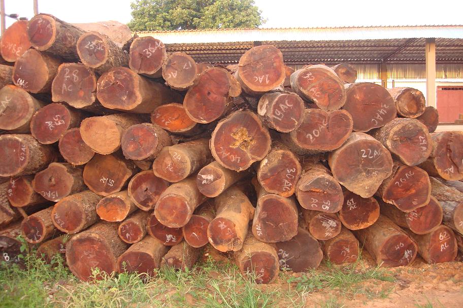 Tạm dừng cấp phép nhập khẩu gỗ trắc từ Lào, Thái Lan