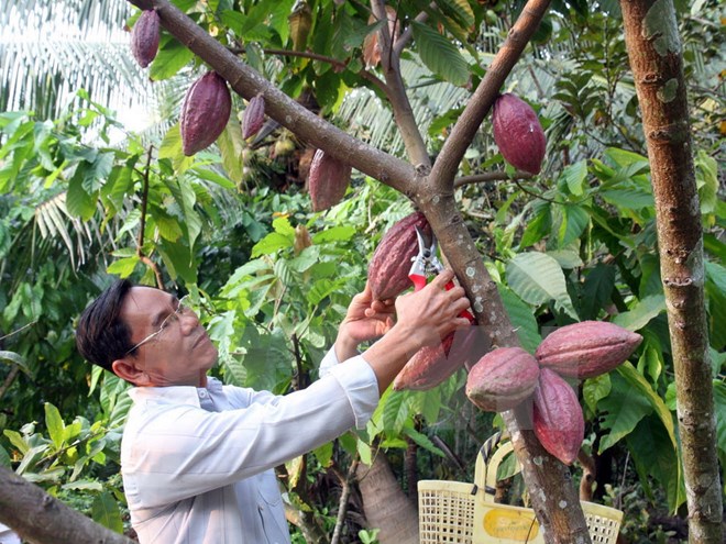 Sẽ có định hướng lại để phát triển cây cacao tại Việt Nam