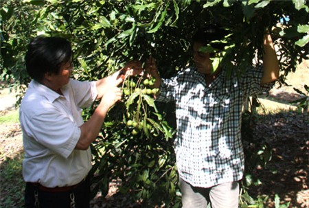 Thu hàng trăm triệu từ cây mắc ca