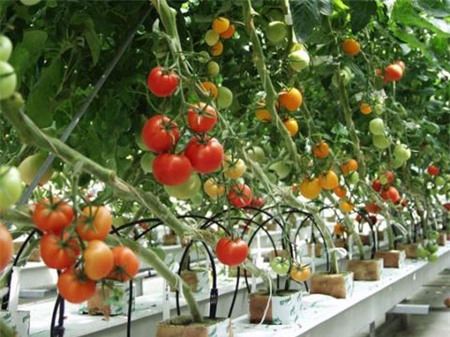 500 triệu USD nhập hạt giống: Việt Nam 