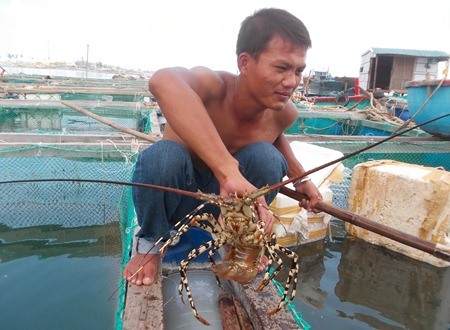 Tôm hùm rớt giá thê thảm, người nuôi điêu đứng vì lỗ