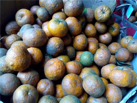 Kiếm hơn 1 triệu mỗi ngày nhờ cam Hà Giang cuối vụ