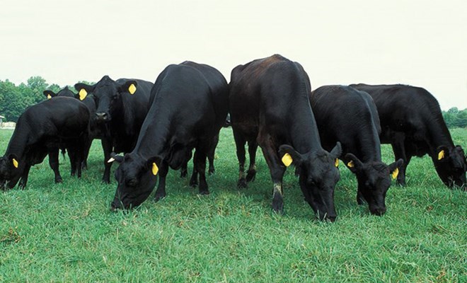 HAGL Agrico sẽ lấy ý kiến cổ đông trả cổ tức và phát hành riêng lẻ