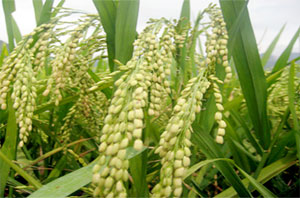 Gần 1.000 tỷ đồng cho vay ưu đãi phát triển nông nghiệp