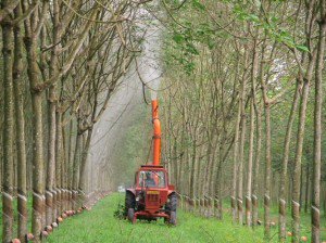 Giá bán cao su giảm 27,6%, DPR vẫn vượt kế hoạch lợi nhuận