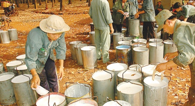  Cao su Phước Hòa ước đạt 210 tỷ đồng lợi nhuận 11 tháng 