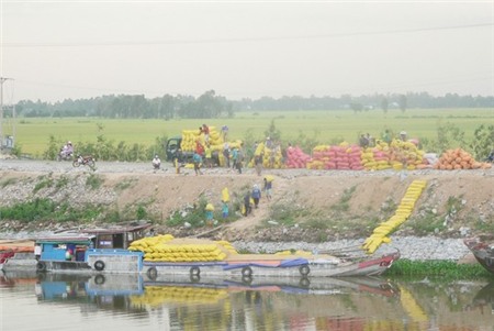 Trung Quốc ồ ạt mua gạo Việt Nam