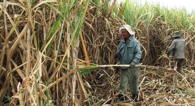 54,06% vốn cổ phần của Đường Ninh Hòa đã nằm trong tay Thành Thành Công 