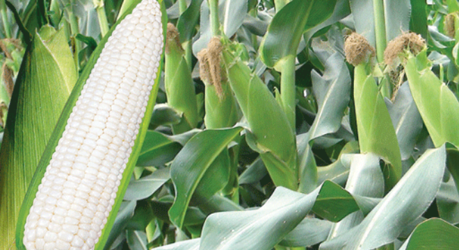  NSC chốt quyền trả cổ tức bằng tiền 15% 