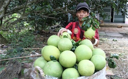 Bưởi, dưa hấu, vú sữa, sầu riêng... phục vụ tết đồng loạt sụt giá