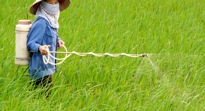  Sản xuất thuốc Bảo vệ thực vật trong nước mới dừng lại ở mức...sang chiết và đóng chai 