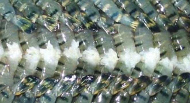  Tương lai nào cho thủy sản Việt Nam năm 2015?  