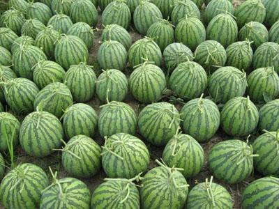 Nông sản chìm nổi, phải truy trách nhiệm