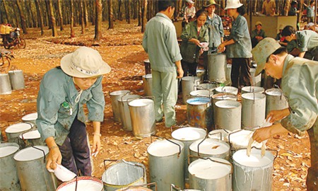 Năm bết bát của doanh nghiệp cao su