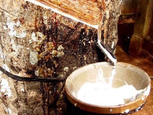 Giá mủ cao su sẽ hồi phục nhưng chậm