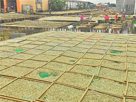 4 kg, 50.000 đồng và 3 triệu/ngày nhờ cá cơm ở miền Tây