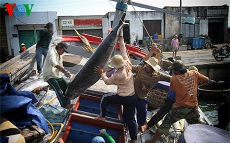 Cá ngừ đại dương Việt Nam xâm nhập thị trường Nhật Bản