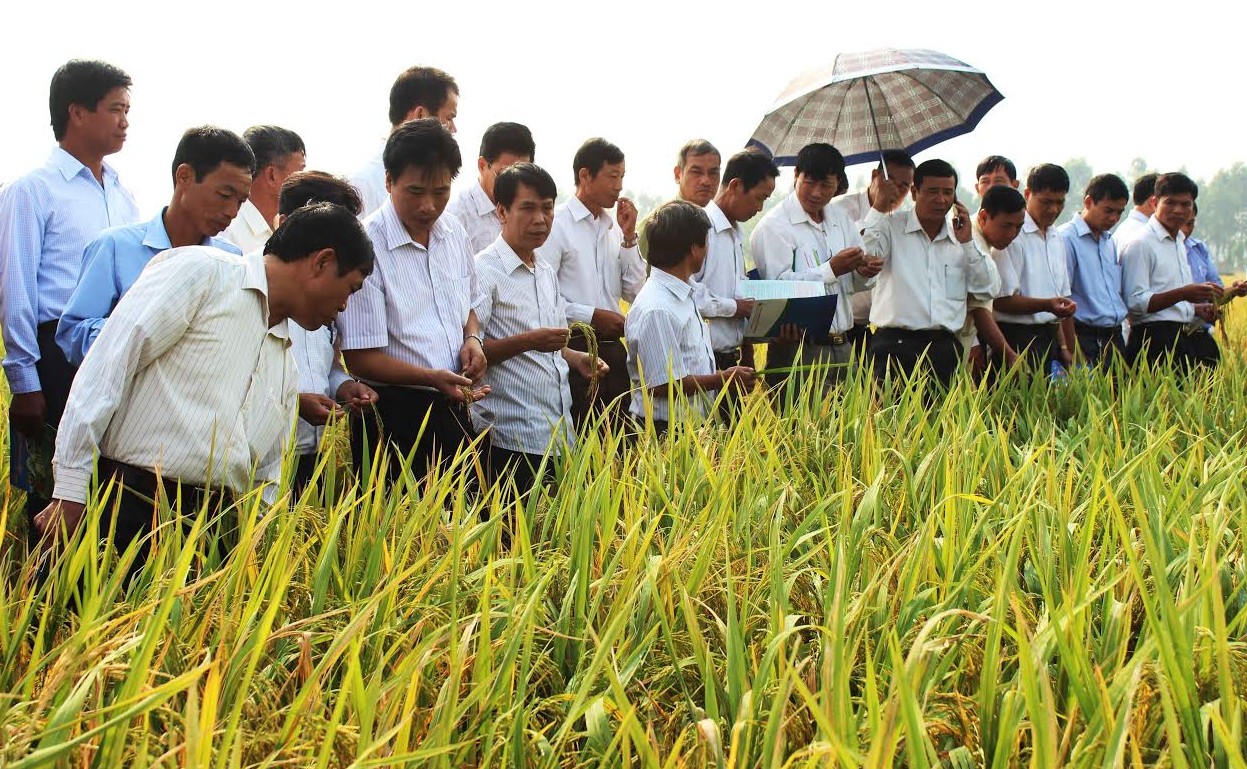 IPO gần 2 triệu cổ phần của Giống cây trồng Hải Dương tại HNX