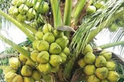 Bến Tre xuất khẩu dừa 200 triệu USD mỗi năm 