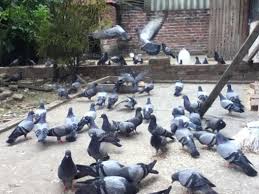 Nuôi chim bồ câu giống Pháp lãi hơn nuôi gà