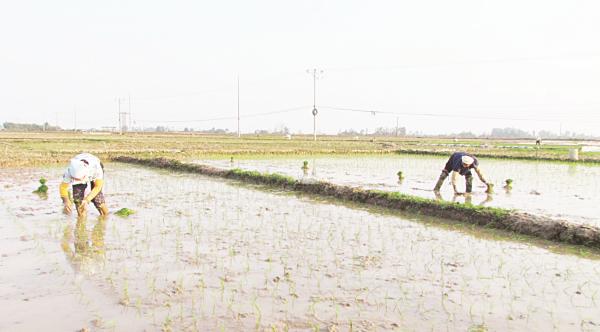Hai mươi năm vẫn bài toán thương hiệu gạo
