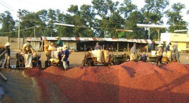  Trung Quốc gia tăng thu mua nông sản Việt 