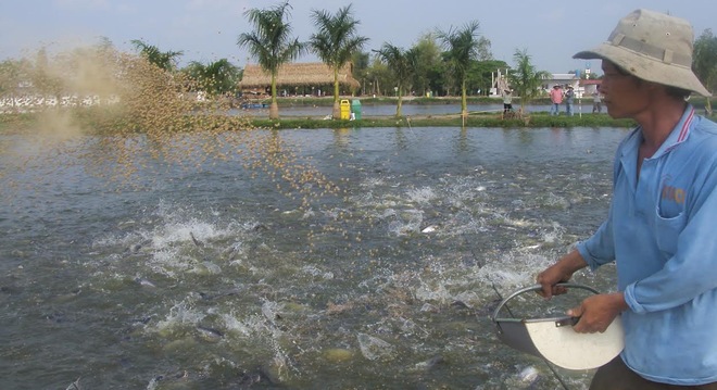  HVG tiếp tục đầu tư hơn 300 tỷ đồng xây thêm 3 nhà máy chế biến cá tra 