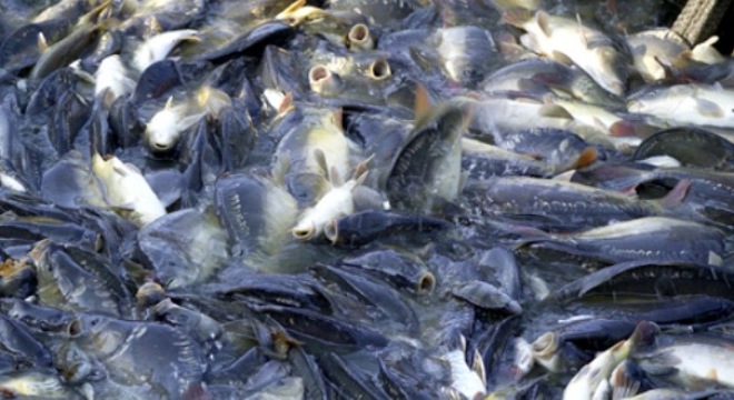  Thông tin hàng hóa nguyên liệu nổi bật 24h 