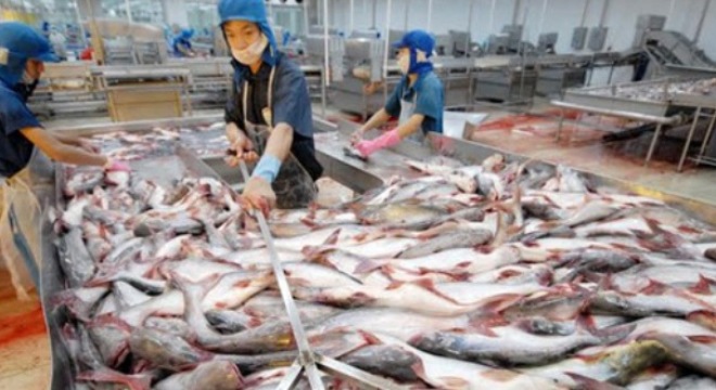  Tiêu thụ hàng tồn cá tra: Đề xuất Chính phủ gia hạn đến hết năm 2015 