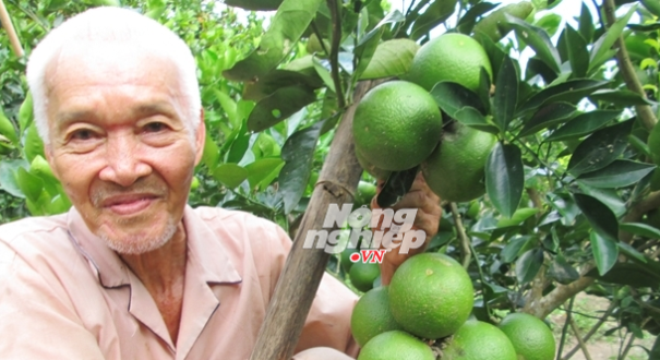  Cam xoàn trúng giá 