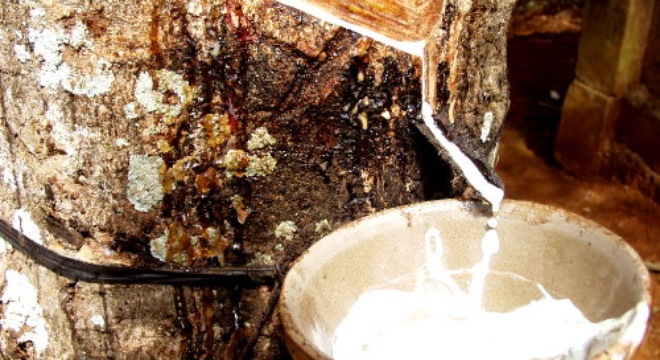  Cao su Thống Nhất ước đạt 16,5 tỷ đồng LNTT, vượt kế hoạch 10% 