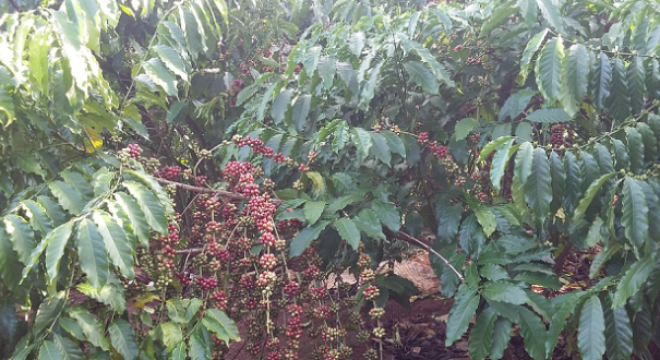  Giá cà phê “gây sốc” ngày đầu tiên của năm 2015 