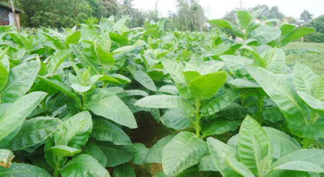  VJT: 29/12 chào sàn UpCOM, giá tham chiếu 9.600 đồng/cổ phiếu 